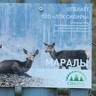 Маралы, опекаемые ЛПК Сибирь, в зоопарке «Роев ручей»